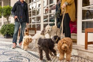 Liburan Bersama Sahabat Berbulu: Panduan Lengkap Hotel Ramah Hewan Peliharaan