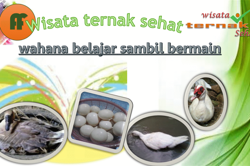 Wisata Sehat: Tren Liburan yang Menyegarkan Jiwa dan Raga