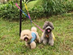 Destinasi Ramah Hewan Peliharaan: Liburan Tak Terlupakan Bersama Sahabat Berbulumu