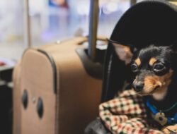 Destinasi Ramah Hewan Peliharaan: Panduan Lengkap untuk Liburan Tak Terlupakan Bersama Sahabat Berbulu