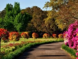 Destinasi Ramah Hewan Peliharaan: Surga Tersembunyi untuk Traveler Pecinta Binatang