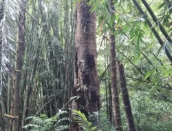 Destinasi Wisata dengan Festival dan Tradisi Unik: Sebuah Perjalanan Melampaui Batas Pengalaman