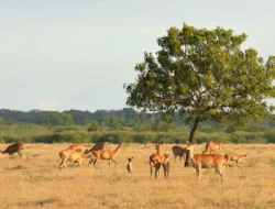 Eksplorasi Keindahan Taman Nasional di Indonesia: Surga Biodiversitas dan Pesona Alam yang Menakjubkan
