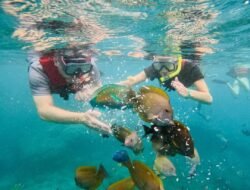 Menjelajahi Surga Bawah Laut: Daftar Spot Snorkeling dan Diving Terindah di Dunia